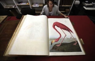 Las aves de América detalle99a8faaf6abcfd84649137b438ddaba3