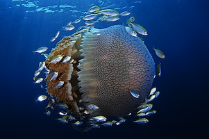 Exposición Mundo submarino