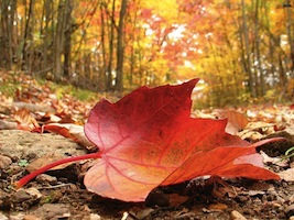 Los libros de este otoño